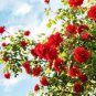 50 Pcs Heirloom Big Blooming Red Green Rose Bush Flower Seeds