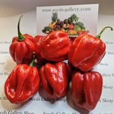 100 Pcs Hot Habanero Pepper Red Orange Carnatio Yellow Chocolate White Capsicum Chinense Seeds
