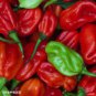 100 Pcs Hot Habanero Pepper Red Orange Carnatio Yellow Chocolate White Capsicum Chinense Seeds
