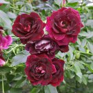 50 Pcs New Dark Red Climbing Rose Plant Seed, Strong Fragrant Flowers
