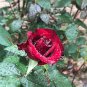 50 Pcs New Dark Red Climbing Rose Plant Seed, Strong Fragrant Flowers