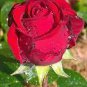 50 Pcs New Dark Red Climbing Rose Plant Seed, Strong Fragrant Flowers