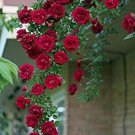 50 Pcs Rare 'Tess of the d'Urbervilles' Dark Red Climbing Rose Plant Flower Seeds 50 Pcs Rare 'Tess of the d'Urbervilles' Dark Red Climbing Rose Plant Flower Seeds