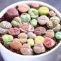 10 Pcs Germany KK's Mixed 9 Types of Lithops Indoor Bonsai Seeds