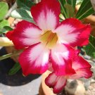 1 Pcs Desert Rose Seeds White Flowers with Rose Pink Edge Big Blooms Single Petals 1 Pcs Desert Rose Seeds White Flowers with Rose Pink Edge Big Blooms Single Petals
