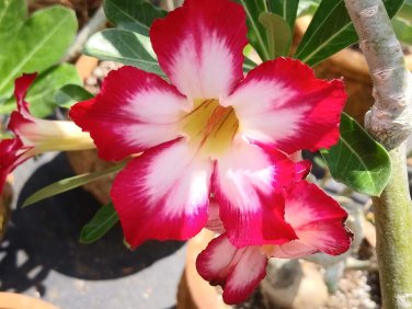1 Pcs Desert Rose Seeds White Flowers with Rose Pink Edge Big Blooms Single Petals
