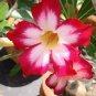 1 Pcs Desert Rose Seeds White Flowers with Rose Pink Edge Big Blooms Single Petals