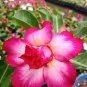 1 Pcs Desert Rose Seeds White Flowers with Rose Pink Edge Big Blooms Single Petals