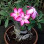 1 Pcs Desert Rose Seeds White Flowers with Rose Pink Edge Big Blooms Single Petals