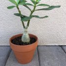 1 Pcs Desert Rose Verde Verde Ornamental Plants Balcony