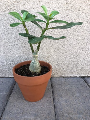 1 Pcs Desert Rose Verde Verde Ornamental Plants Balcony