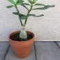 1 Pcs Desert Rose Verde Verde Ornamental Plants Balcony