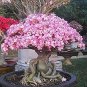 1 Pcs Desert Rose Verde Verde Ornamental Plants Balcony