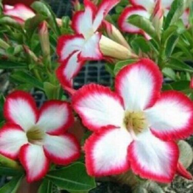 1 Pcs Adenium Seed White Rose Red Colorful Single Flowers Desert Rose