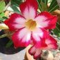 1 Pcs Adenium Seed White Rose Red Colorful Single Flowers Desert Rose