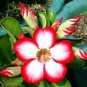 1 Pcs Adenium Seed White Rose Red Colorful Single Flowers Desert Rose