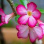 2 Pcs Adenium Seeds Single Petals White Flowers with Rose Pink Edge Desert Rose