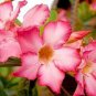 2 Pcs Adenium Seeds Single Petals White Flowers with Rose Pink Edge Desert Rose