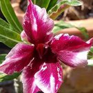 2 Pcs Desert Rose Adenium Seeds - White Red Black Colorful Flowers