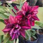 2 Pcs Desert Rose Adenium Seeds - White Red Black Colorful Flowers