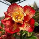 2 Pcs Premium Adenium Seeds Desert Rose Orange Flowers with Rose Red Stripes and Spots Flowers
