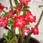 2 Pcs Premium Adenium Seeds Desert Rose Rose Red Flowers