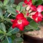 2 Pcs Premium Adenium Seeds Desert Rose Rose Red Flowers