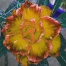 2 Pcs Premium Adenium Seeds Desert Rose Light Golden Flowers with Damask Pink Edge