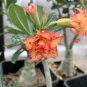 2 Pcs Premium Adenium Seeds Desert Rose Light Golden Flowers with Damask Pink Edge