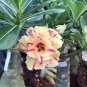 2 Pcs Premium Adenium Seeds Desert Rose Light Golden Flowers with Damask Pink Edge