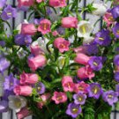 15 Pcs Colorful Campanula Flower Seeds Beautify Garden Windbell Orchid Seeds