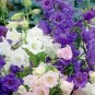 15 Pcs Colorful Campanula Flower Seeds Beautify Garden Windbell Orchid Seeds