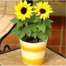 30 Pcs Mini Multi-Colored Dwarf Sunflower Bonsai Perennial Flower Bonsai