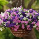 100 Pcs Petunia Seeds Petunia Plants Hanging Bonsai Mini Petunia Beautiful Flower