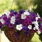 100 Pcs Petunia Seeds Petunia Plants Hanging Bonsai Mini Petunia Beautiful Flower