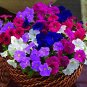100 Pcs Petunia Seeds Petunia Plants Hanging Bonsai Mini Petunia Beautiful Flower