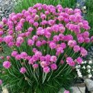 50 Pcs Armeria Maritima Bonsai Thrift