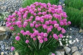 50 Pcs Armeria Maritima Bonsai Thrift