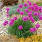 50 Pcs Armeria Maritima Bonsai Thrift