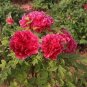 10 Pcs Chinese Rare and Precious Species of Blue Peony Flower Bonsai