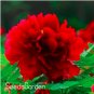 10 Pcs Chinese Rare and Precious Species of Blue Peony Flower Bonsai