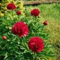 10 Pcs Chinese Rare and Precious Species of Blue Peony Flower Bonsai