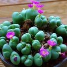 10 Pcs Semillas De Flores Succulents Raw Stone Cactus Seed