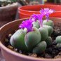 10 Pcs Semillas De Flores Succulents Raw Stone Cactus Seed