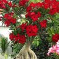 100 Pcs Thailand Climbing Beautyful Rose Bonsai Flowers Rare Mutli-Color Rose Bonsai