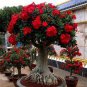 100 Pcs Thailand Climbing Beautyful Rose Bonsai Flowers Rare Mutli-Color Rose Bonsai