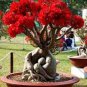 100 Pcs Thailand Climbing Beautyful Rose Bonsai Flowers Rare Mutli-Color Rose Bonsai
