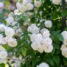 100 Pcs Rose Vine bonsais lings Being Miniature Rose Garden Landscaping