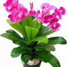 100 Pcs Vanda Seeds