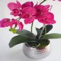 100 Pcs Vanda Seeds